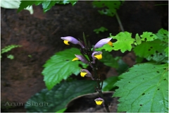 Gymnostachyum febrifugum